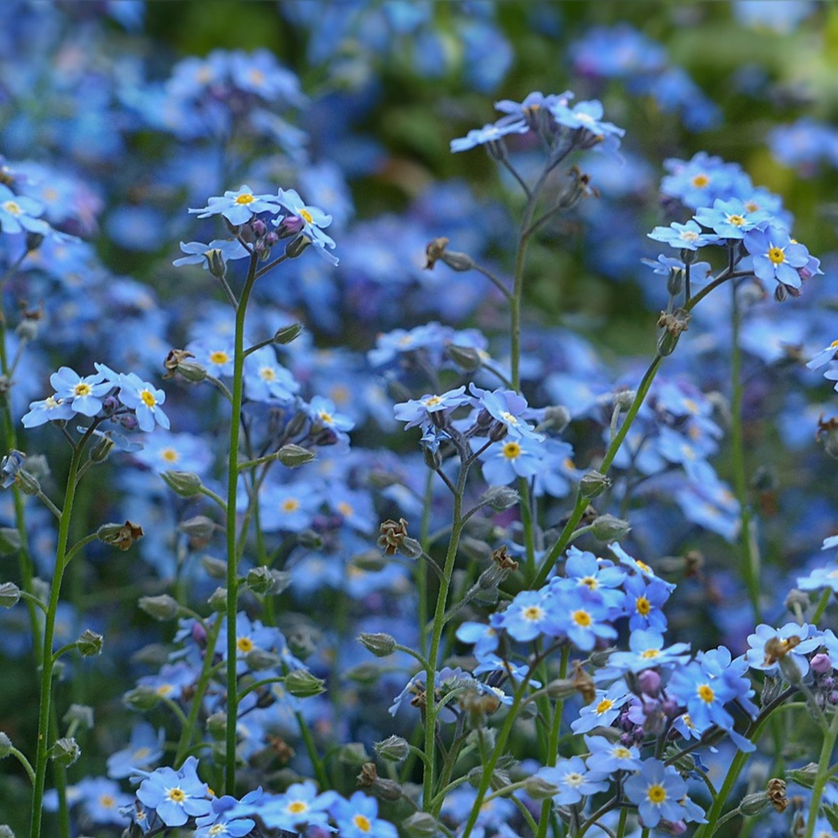勿忘草を庭に植えてはいけないと言われる理由と対処法