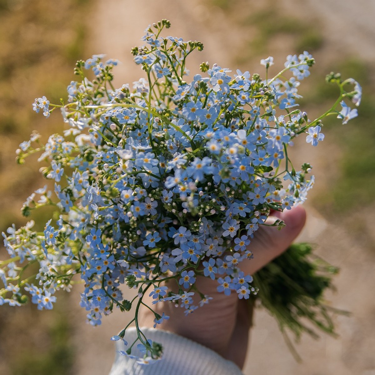 勿忘草の魅了や庭に植えるメリット