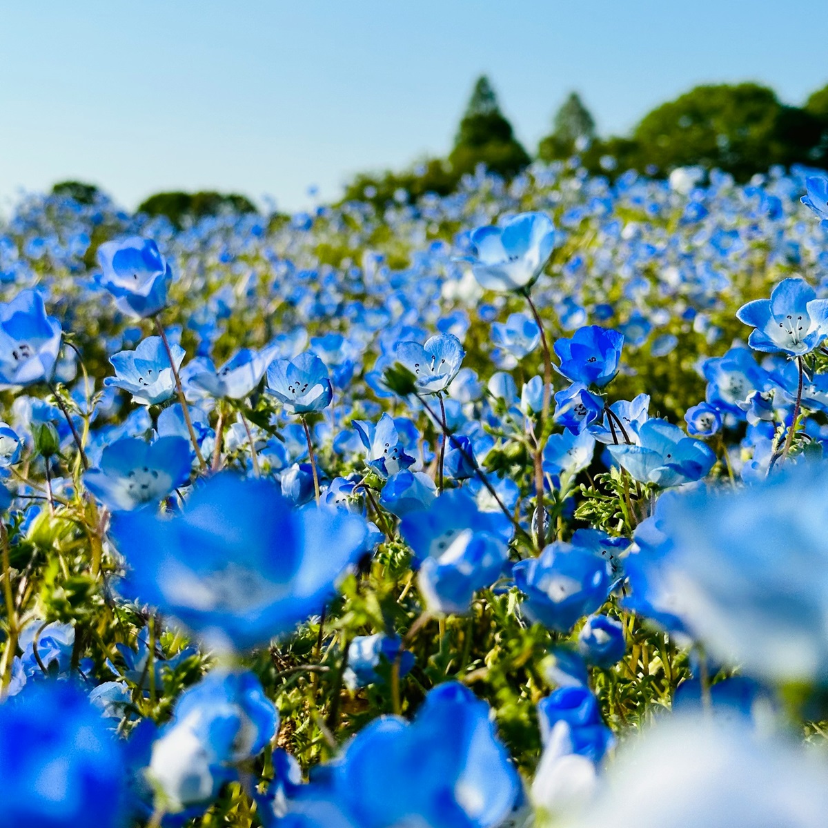 ネモフィラを植えてはいけない理由とその対策