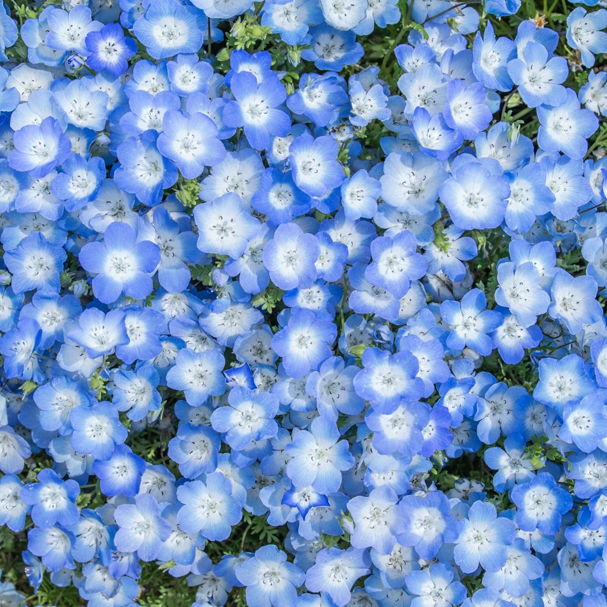 ネモフィラの魅力と、庭に植えるメリット