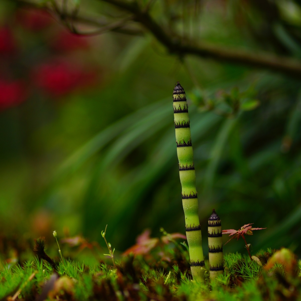 トクサの植え方・育て方