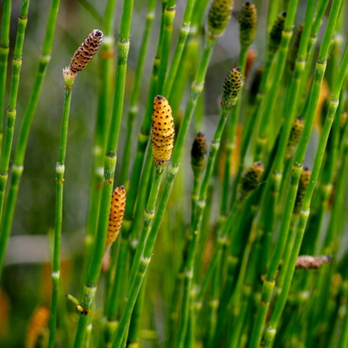 トクサを庭に植えてはいけないと言われる理由