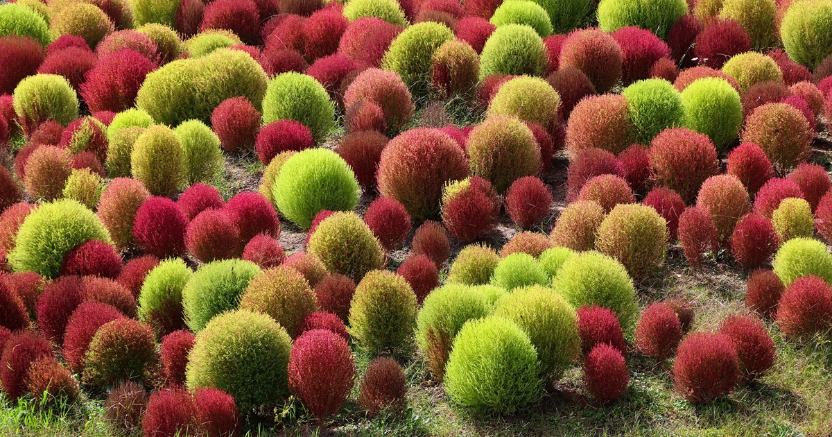 コキアを庭に植えてはいけない3つの理由とは？対策と育て方のコツ