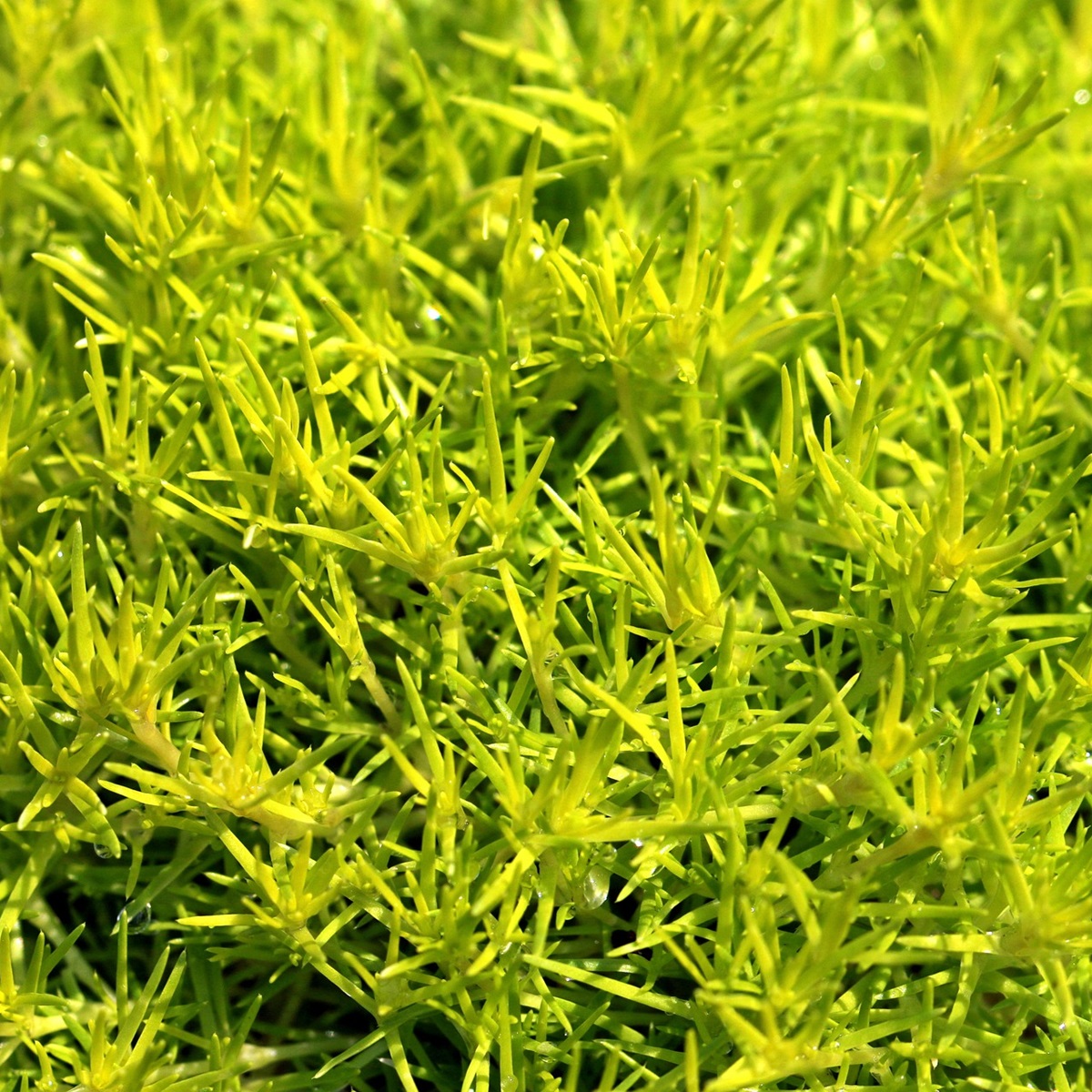 コキアを庭に植えてはいけないと言われる3つの理由と対処法