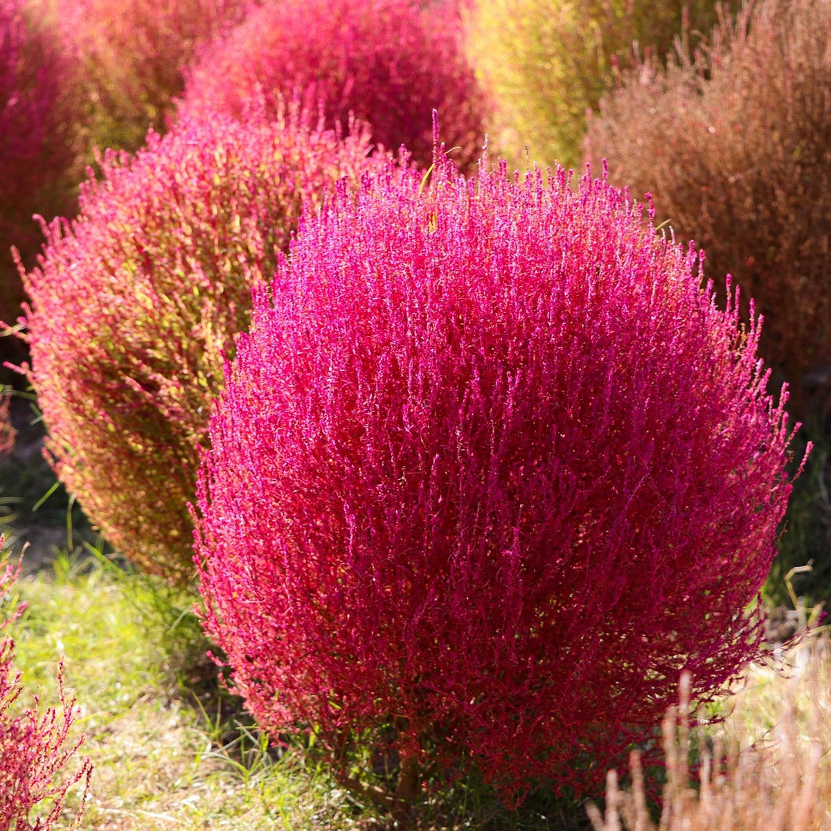 コキアの魅力と、庭に植えるメリット
