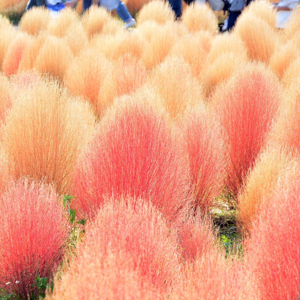 園芸の初心者必見!コキアの植え方・育て方