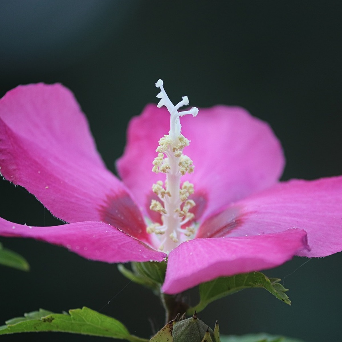 ムクゲの植え方・育て方