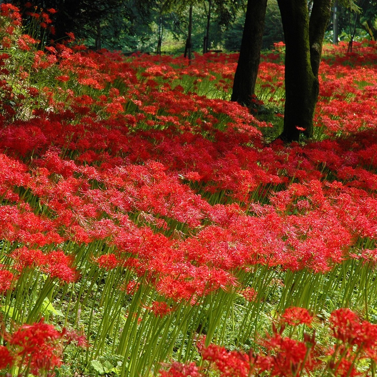 彼岸花を庭に植えては生けないと言われる理由