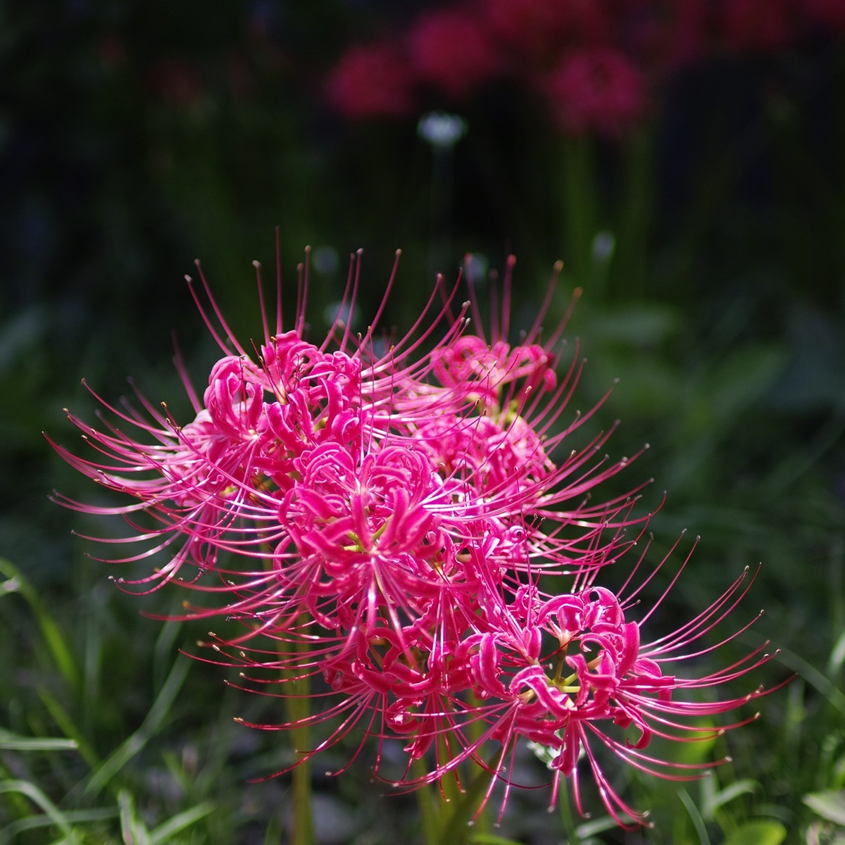 彼岸花の魅力や、庭に植えるメリット