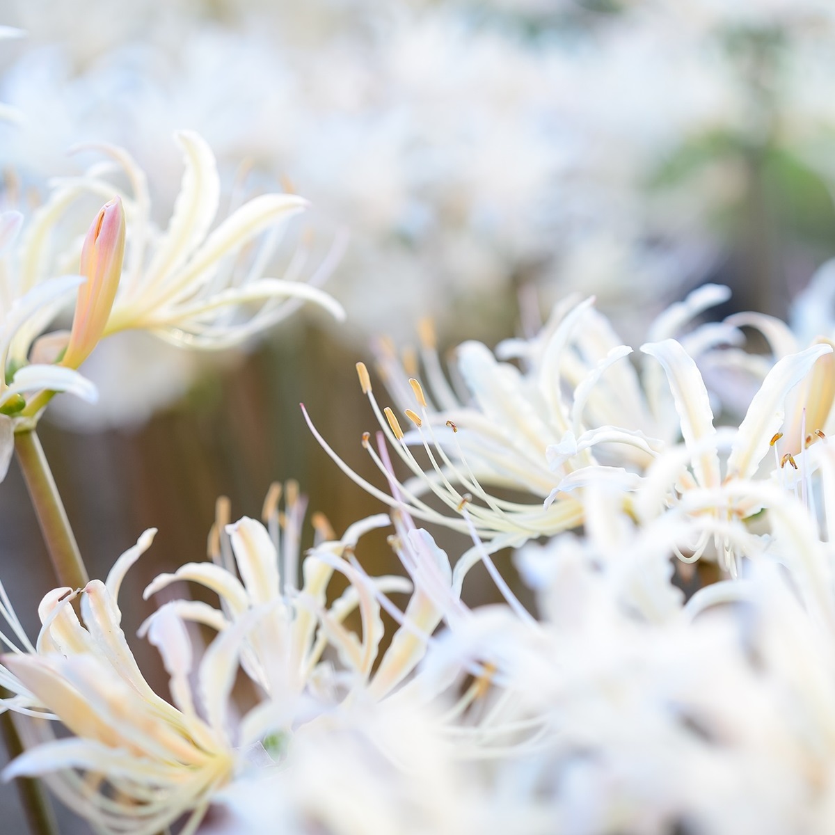 知っておきたい彼岸花(曼珠沙華)の植え方・育て方