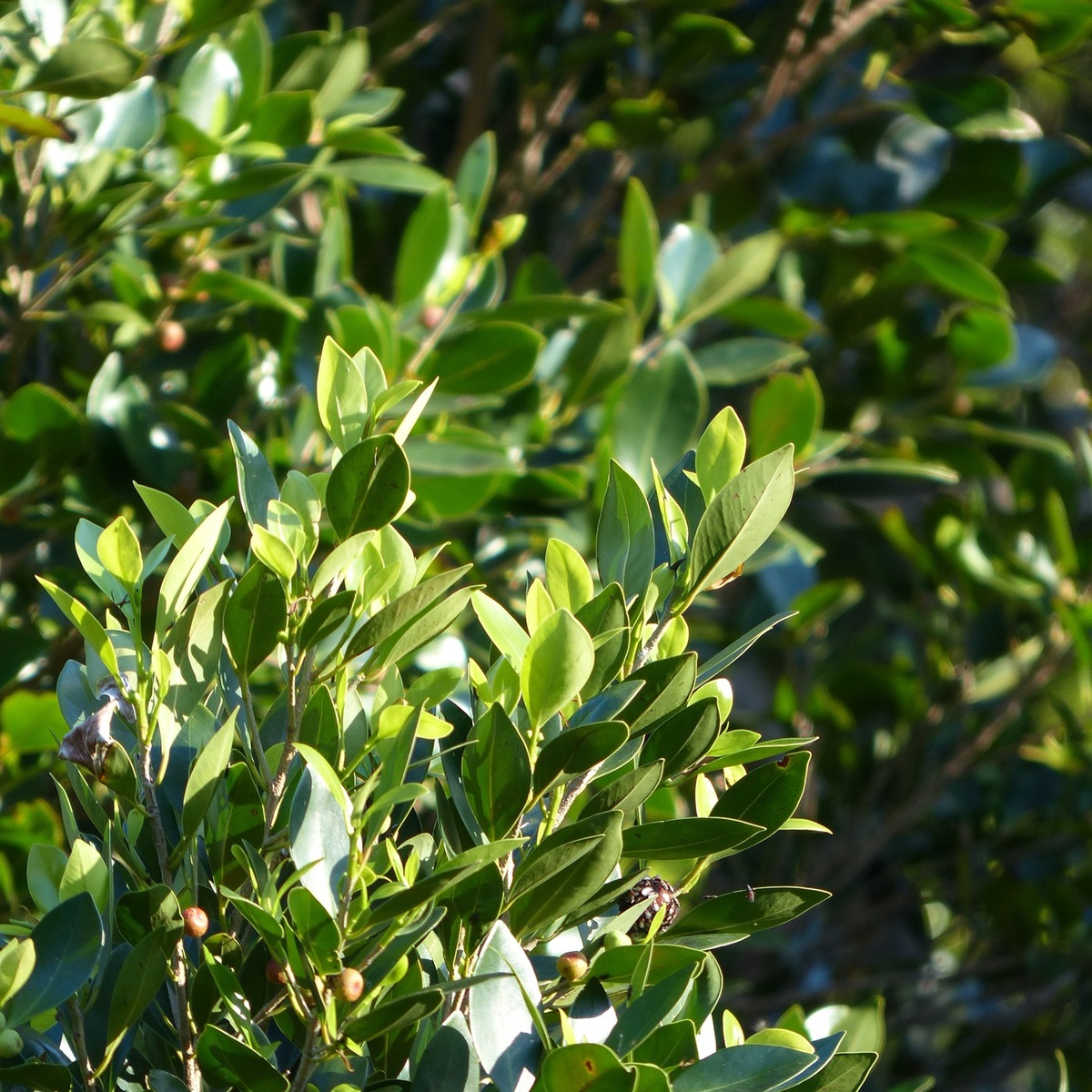 月桂樹(ローリエ)は庭に植えてはいけない?