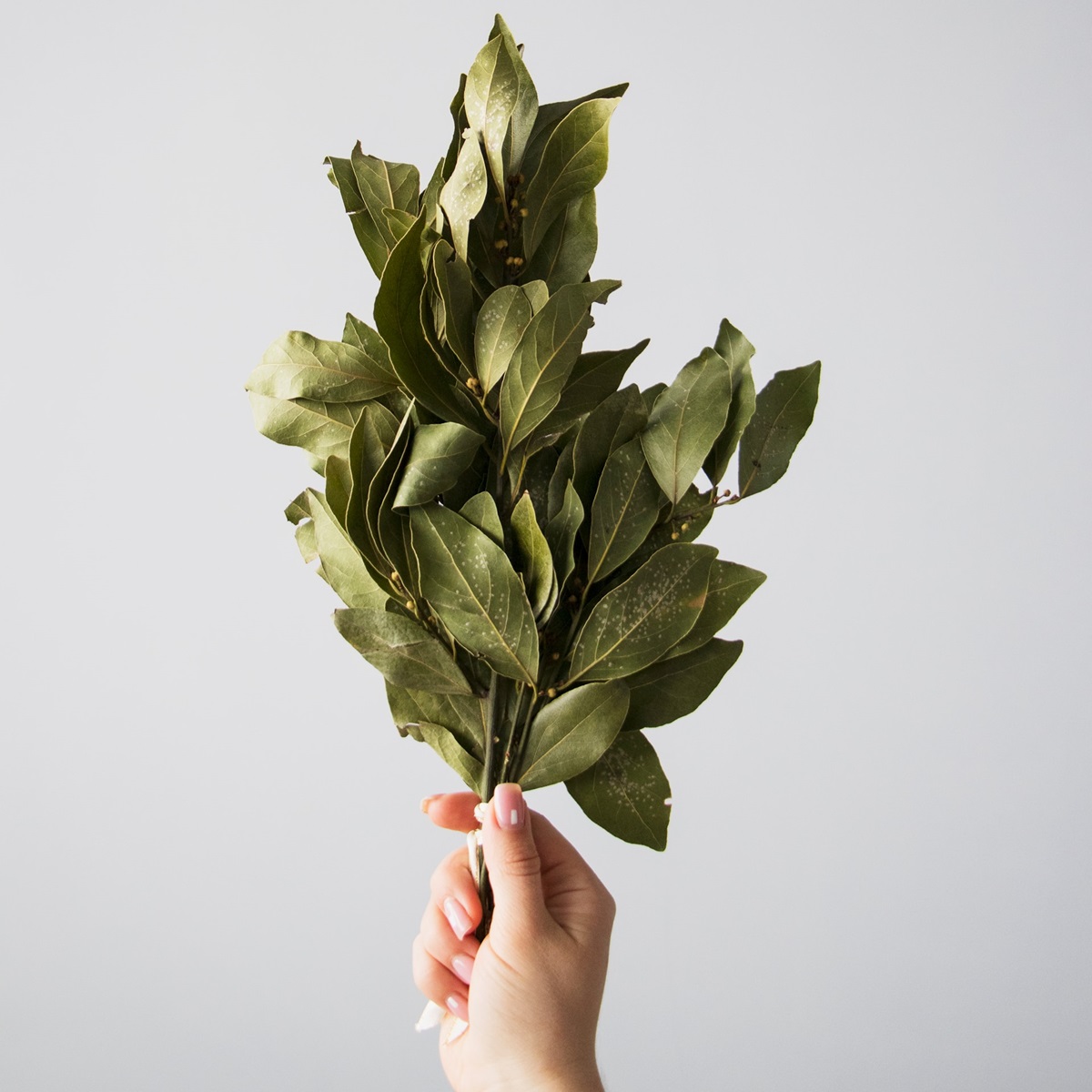 月桂樹(ローリエ)を植えるべき理由4選!魅力やメリットとは