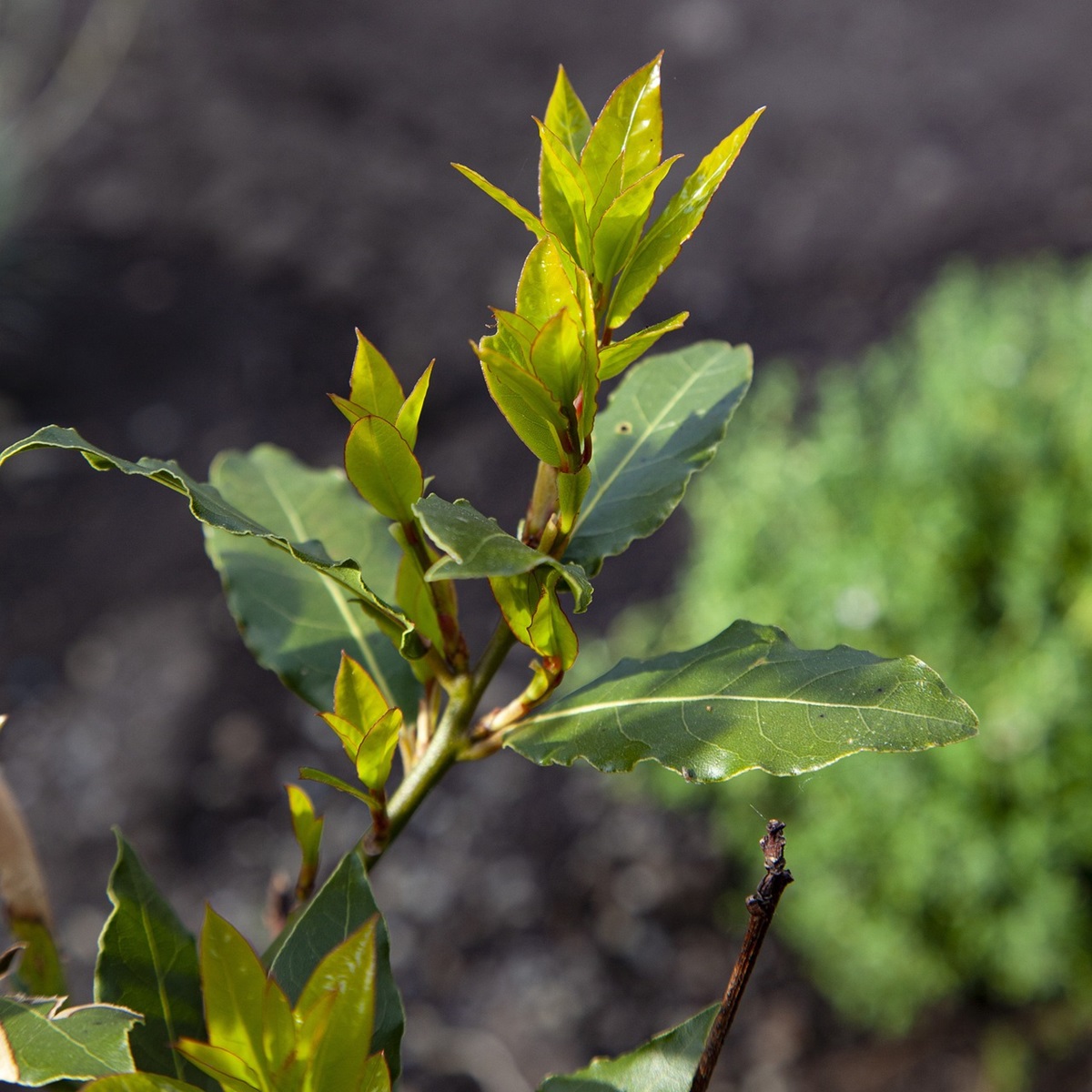 月桂樹(ローリエ)の植え方・育て方