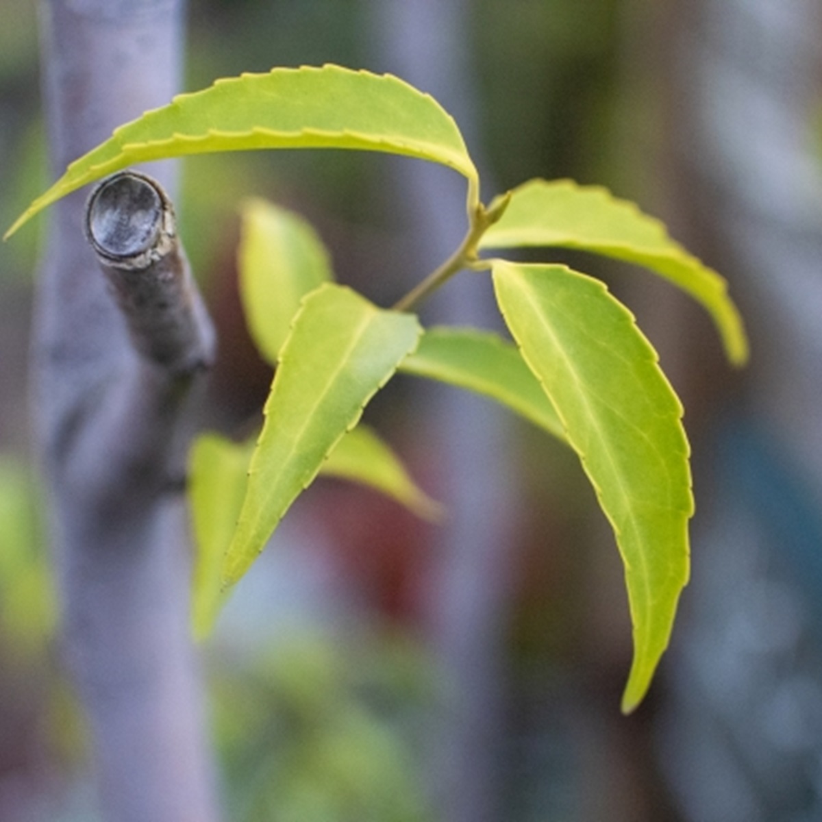 後悔しない!ハイノキ(イノコシバ)の植え方・育て方