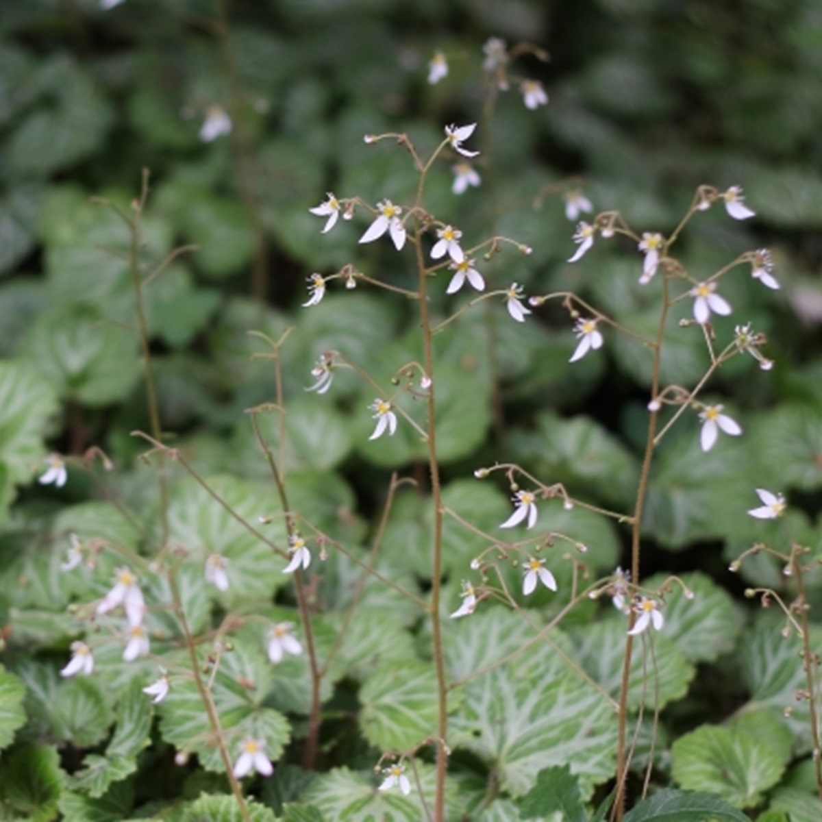 ユキノシタ(虎耳草)を植えてはいけないって本当?その理由とは