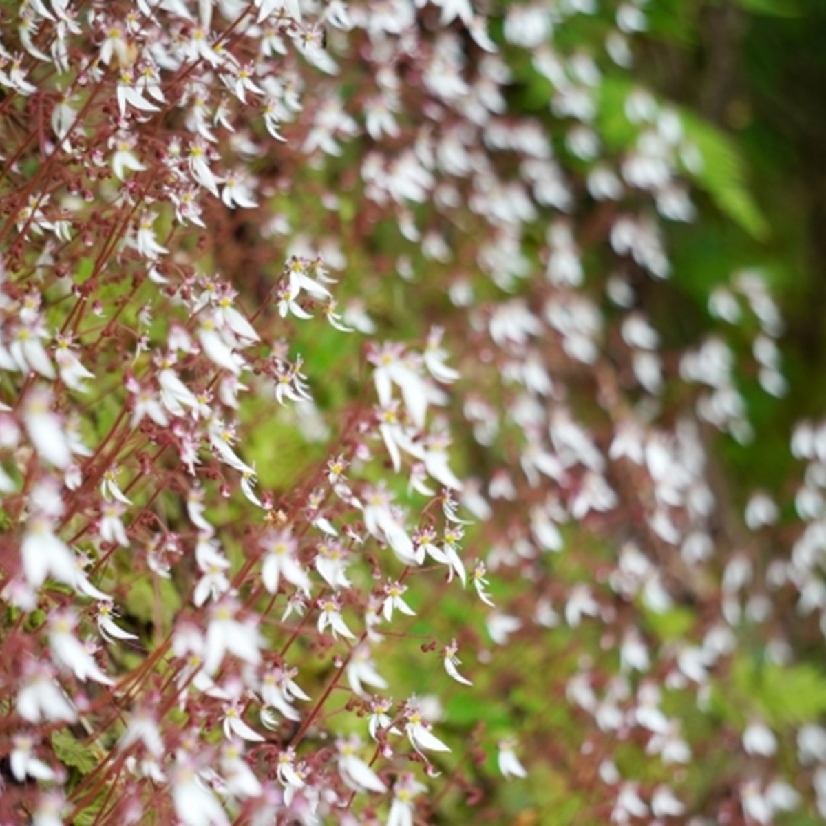 ユキノシタ(虎耳草)の魅力や庭に植えるメリット3選