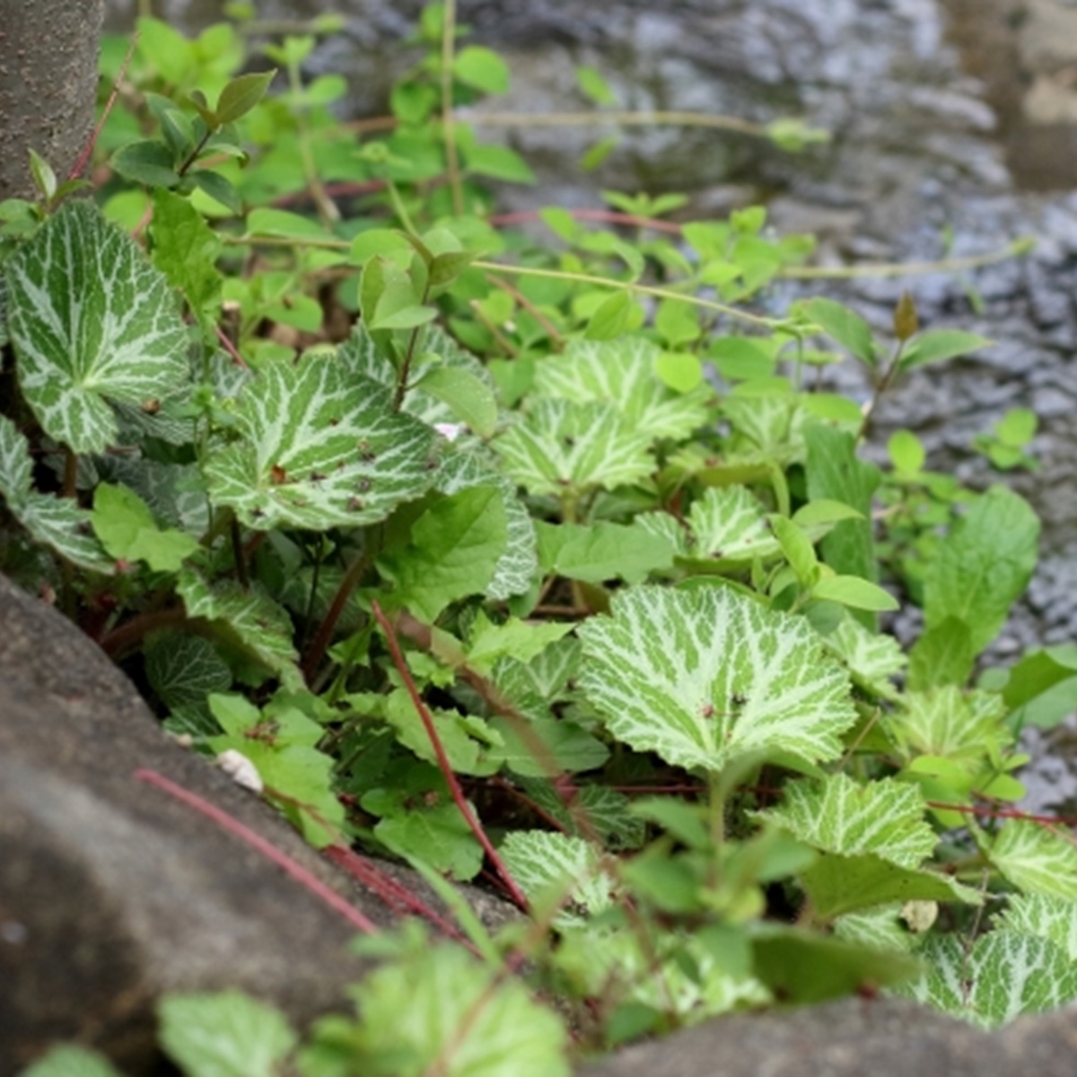 ユキノシタ(虎耳草)の植え方・育て方