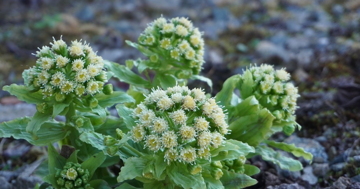 フキノトウを庭に植えてはいけない理由とは？対処法と育て方のコツ