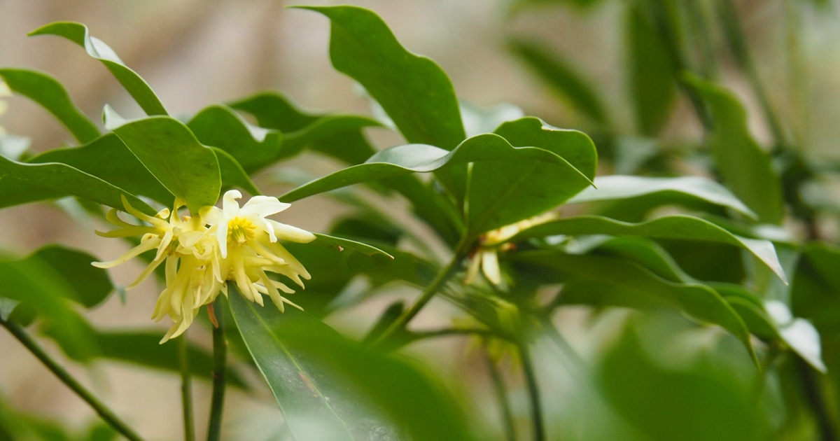 シキミは庭に植えてはいけない？2つの理由（毒性、縁起）を解説