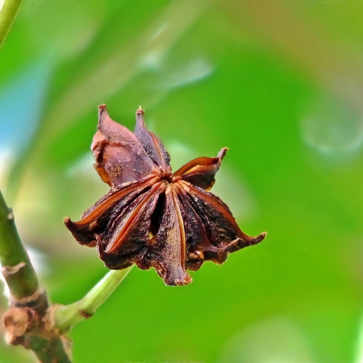 「シキミを庭に植えてはいけない」と言われる理由