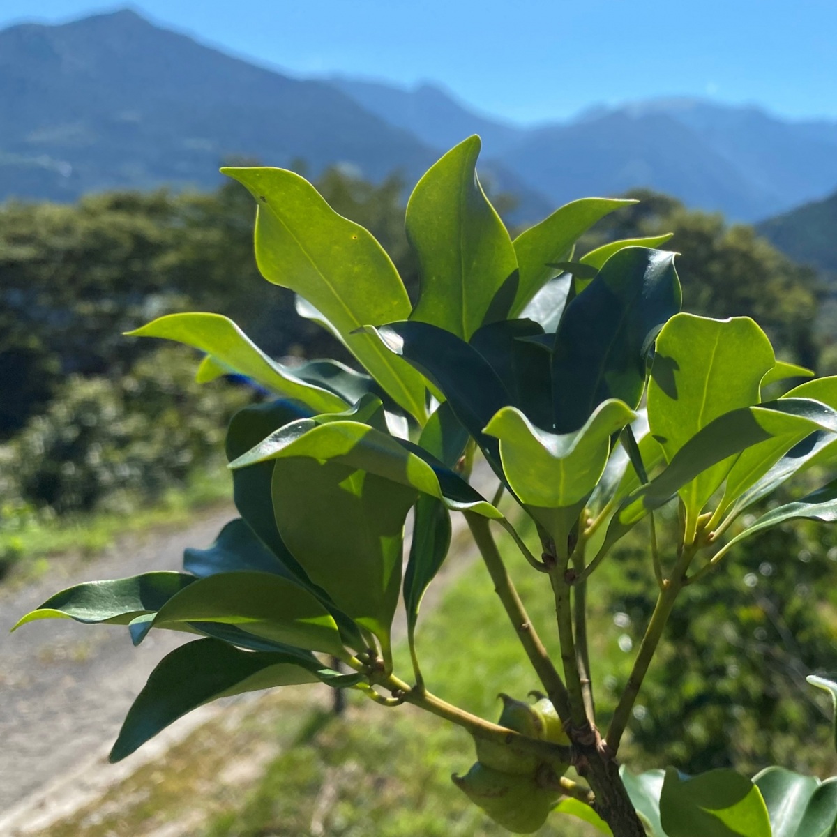 キミを鉢植えにできる？植え方・育て方を解説