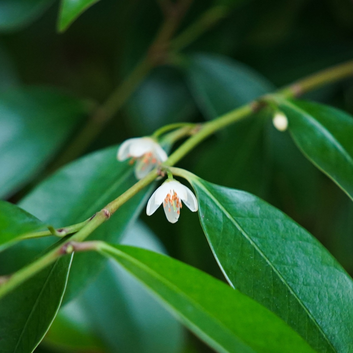 サカキ(榊)を鉢植えで育てる方法