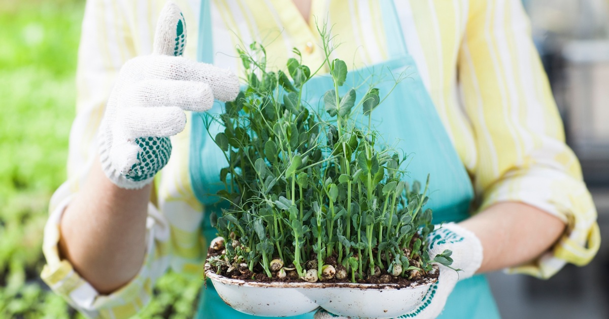 豆苗リボベジ｜土に植えると再生する？庭に植えてはいけないって本当？