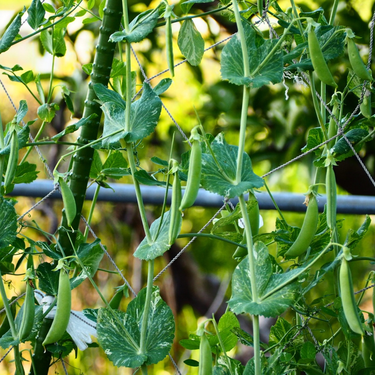 豆苗を庭に植えてはいけないと言われる理由