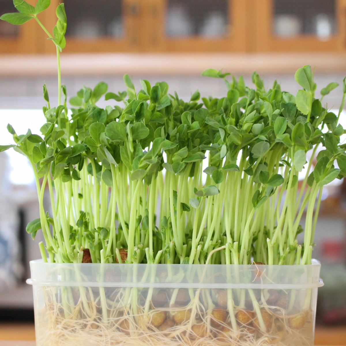 豆苗栽培の魅力は?土に植えるメリットも解説