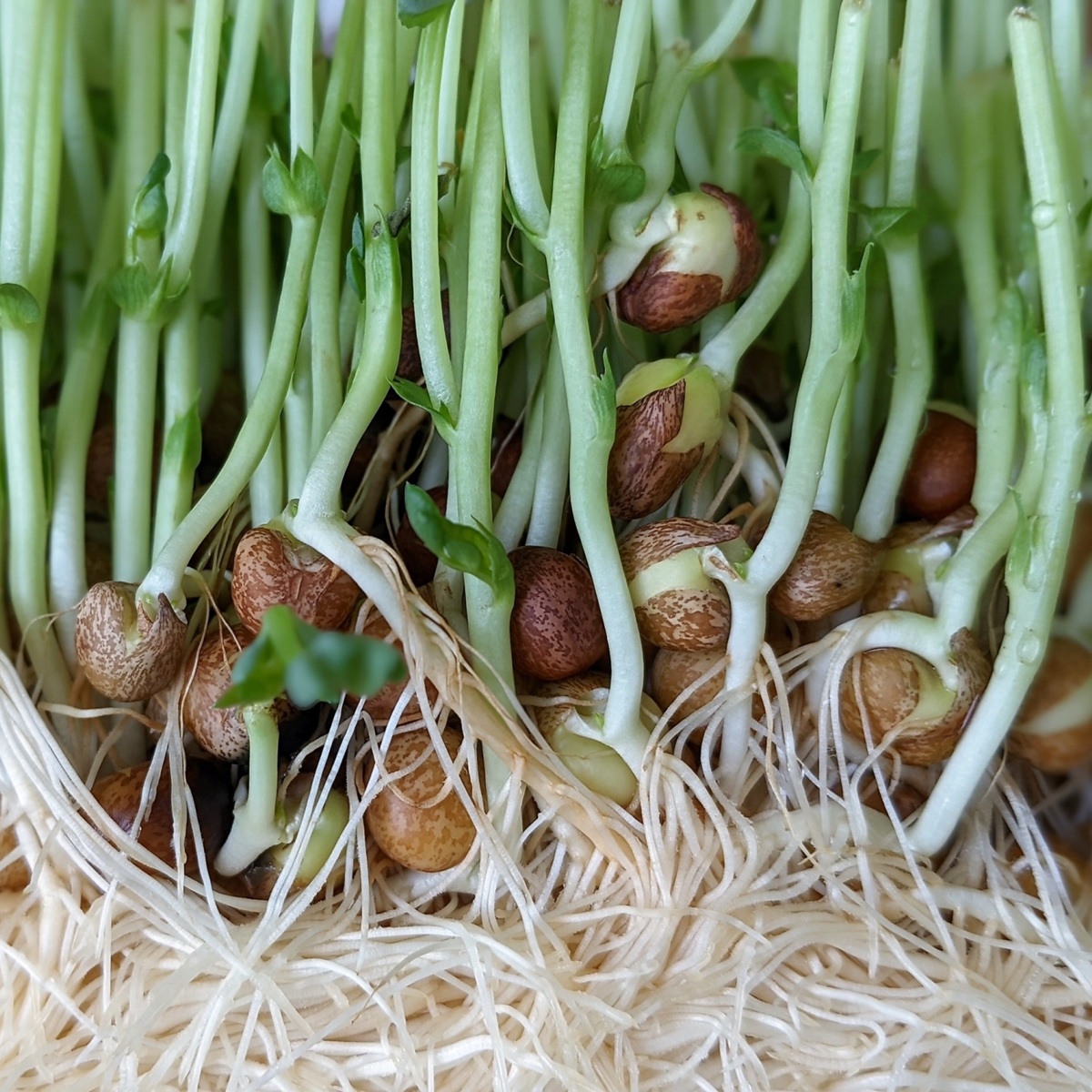 豆苗を土に植え、エンドウを育てる方法(プランター)