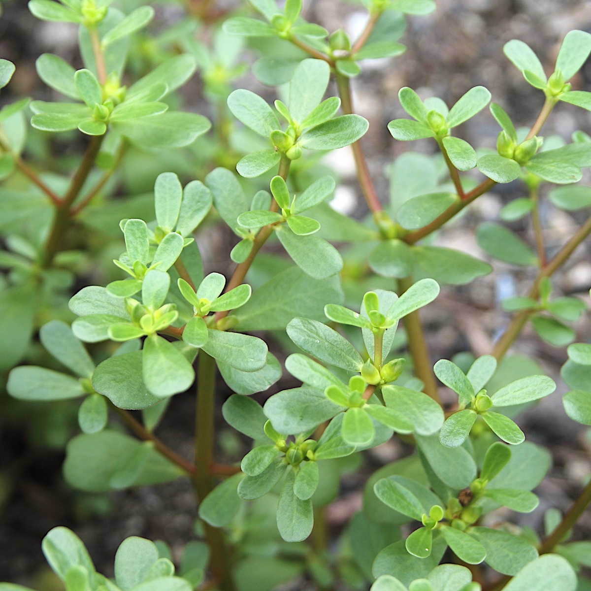 スベリヒユは毒性がある雑草って本当?特徴を解説