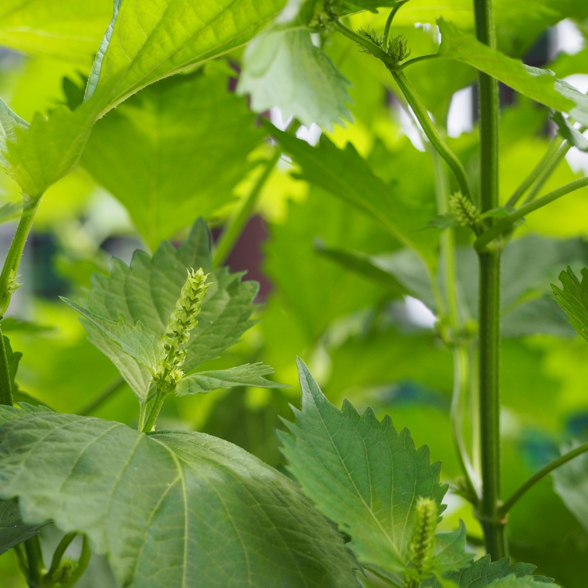 シソ(紫蘇、大葉)を庭に植えてはいけないと言われる理由